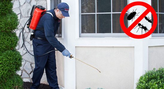 Güzelyalı Pire İlaçlama böcek ilaçlama ve haşere kontrolü — ilaclama-tr.com